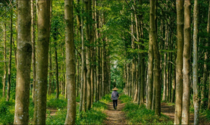 Plantar 6 árboles al mes por persona compensaría las emisiones de CO2: Tree-Nation